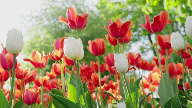 Tulip flowers blooming in the city park. A vibrant spring and summer tulip. Warm, sunny and happy nature movie