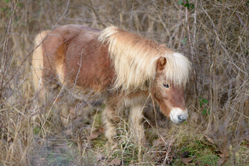 Brown mini horse with light mane grazing near bushes in the countryside