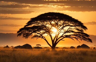 Acacia tree on desert rocks and plain grassland field against a sunset