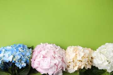 Beautiful hydrangea flowers on green background, top view. Space for text