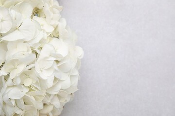 Beautiful white hydrangea flower on light textured background, closeup. Space for text