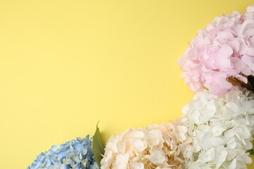 Beautiful pastel hydrangea flowers on yellow background, top view. Space for text