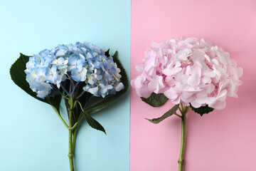 Beautiful hydrangea flowers on color background, top view