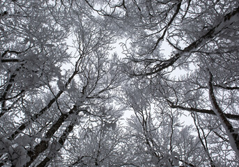 trees in the frozen forest