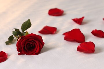 Honeymoon. Beautiful rose flower and petals on bed, closeup