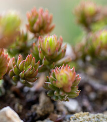 detail of succulent plant in a meadow