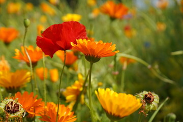 Beautiful Garden Colourful Flower 🌸 