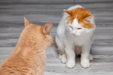 the cat is angry and preparing to attack