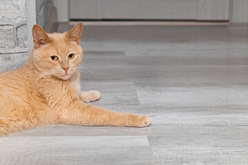 red cat in a beautiful pose lies on the floor