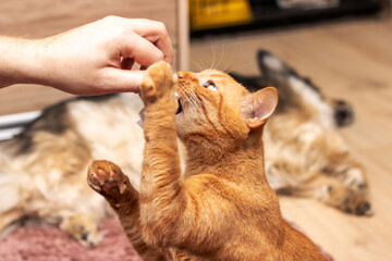 A cat stretches its paw towards a toy