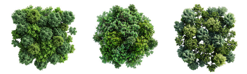Obraz premium Top view of trees with foliage isolated on white or transparent background generative 
