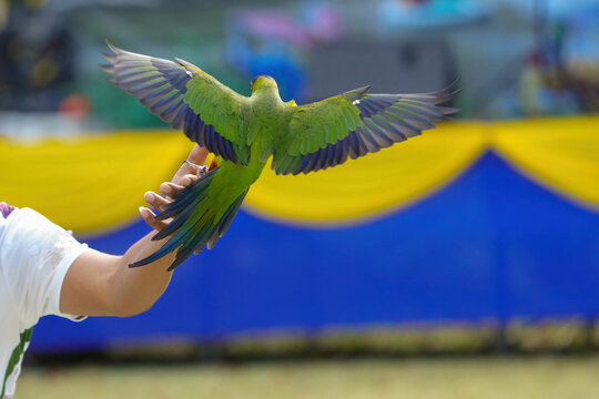 parakeets nanday  free flying parrot
