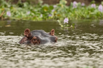 Fototapeta premium hippopotamus in water