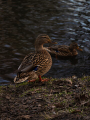 Female Mallard ducks