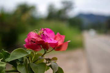 araña sobre una flor rosada