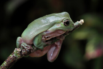 Green tree frogs on a branch, dumpy frog