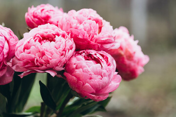 Pink peony flowers on a blurred background, close-up. Peonies blooming in the garden, macro shot.