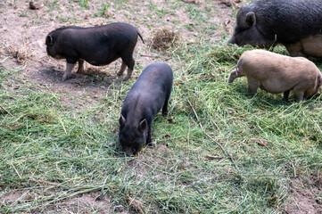 Wild boars eating
