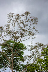 paisajes naturales de la selva central peruana