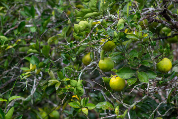 naranjas en la naturaleza en pleno crecimiento