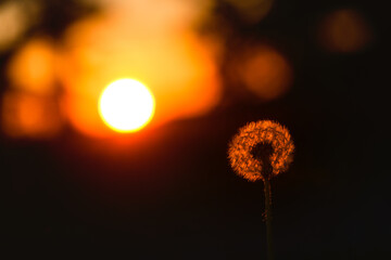 Sunset Silhouette of a Dandelion Against Warm Sky in Sweden