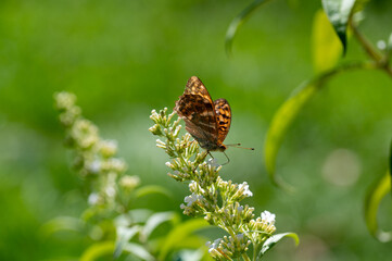 Butterfly on white lilac