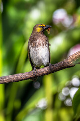 Fototapeta premium The orange-spotted bulbul (Pycnonotus bimaculatus) is a species of songbird in the bulbul family of passerine birds. It is endemic to Java, Bali and Sumatra