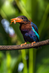 The Javan kingfisher is endemic to the Indonesian islands of Java and Bali - obrazy, fototapety, plakaty