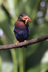 The Javan kingfisher is endemic to the Indonesian islands of Java and Bali
