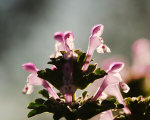 Henbit weed flower closeup in spring landscape with purple blooming flowers in macro view.
