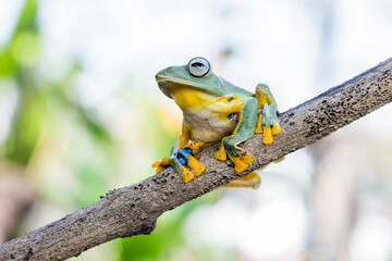 Wallace's flying frog (Rhacophorus nigropalmatus), also known as the gliding frog or the Abah River flying frog