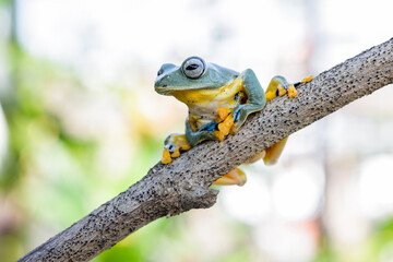 Wallace's flying frog (Rhacophorus nigropalmatus), also known as the gliding frog or the Abah River flying frog