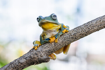 Wallace's flying frog (Rhacophorus nigropalmatus), also known as the gliding frog or the Abah River...