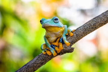 Wallace's flying frog (Rhacophorus nigropalmatus), also known as the gliding frog or the Abah River flying frog