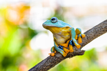 Wallace's flying frog (Rhacophorus nigropalmatus), also known as the gliding frog or the Abah River flying frog