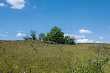 Meadow with many purple lupine flowers and a tree