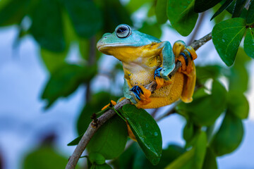 Wallace's flying frog (Rhacophorus nigropalmatus), also known as the gliding frog or the Abah River...