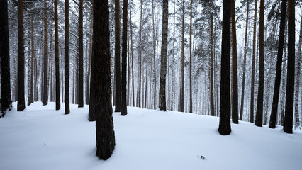 Beautiful scenery with snowy white forest In winter frosty day. Media. Amazing pine scenic view of park woods.