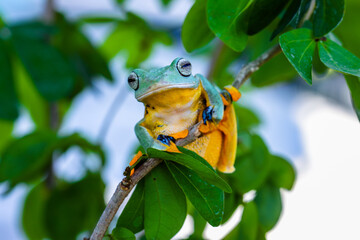 Wallace's flying frog (Rhacophorus nigropalmatus), also known as the gliding frog or the Abah River flying frog