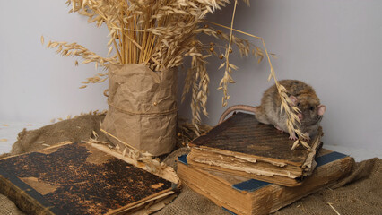 Gray rat, old books, bouquet of cereals.