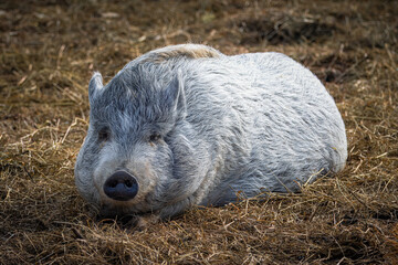 Fototapeta premium A female mini pig with grey fur lays on the hay and looks right toward the camera lens on a sunny spring day. Close-up portrait of a grey fur mini pig. 