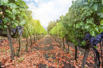 Vineyard with red wine grapes before harvest in a winery near Etna area, wine production in Sicily, Italy Europe - 748240469