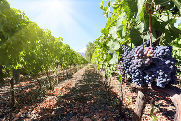 Vineyard with red wine grapes before harvest in a winery near Etna area, wine production in Sicily, Italy Europe - 748240476
