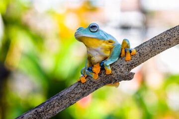 Wallace's flying frog (Rhacophorus nigropalmatus), also known as the gliding frog or the Abah River flying frog