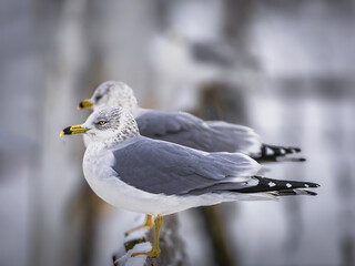 The ring-billed gulls (Larus delawarensis) standing in a raw on the railing covered with snow, blurred background