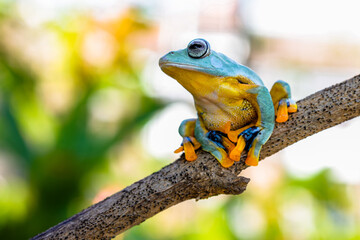 Wallace's flying frog (Rhacophorus nigropalmatus), also known as the gliding frog or the Abah River flying frog