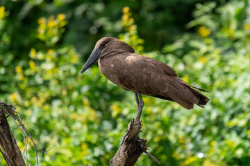 Hammerkopf, Scopus umbretta, auf einem Ast sitzend