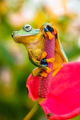 Wallace's flying frog (Rhacophorus nigropalmatus), also known as the gliding frog or the Abah River flying frog