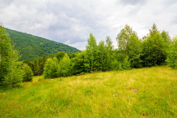 scenery with meadow and green trees in front of primeval beech forest. beautiful landscape of carpathian mountains on an overcast day in summer