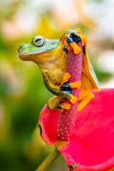 Wallace's flying frog (Rhacophorus nigropalmatus), also known as the gliding frog or the Abah River flying frog